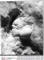 Historisches Foto von Planoprosopon hystricosus (Schweitzer & Feldmann, 2009) (NHMW-AFW-GEO-BACHMAYER-FOTO-1990-0041-0805)